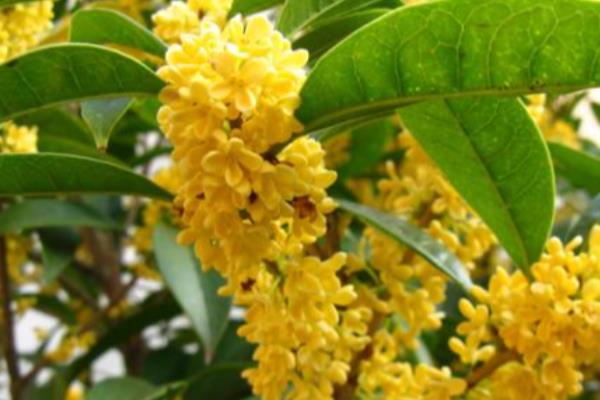 天香台阁桂花有哪些优缺点，花可开全年