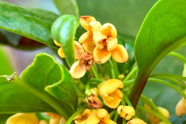 天香台阁桂花有哪些优缺点，花可开全年