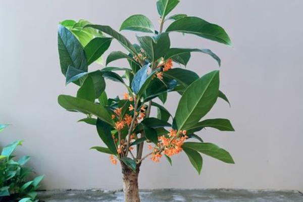 天香台阁桂花有哪些优缺点，花可开全年