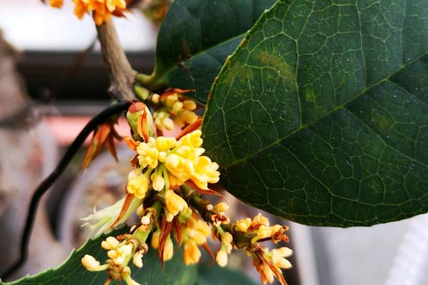 天香台阁桂花有哪些优缺点，花可开全年