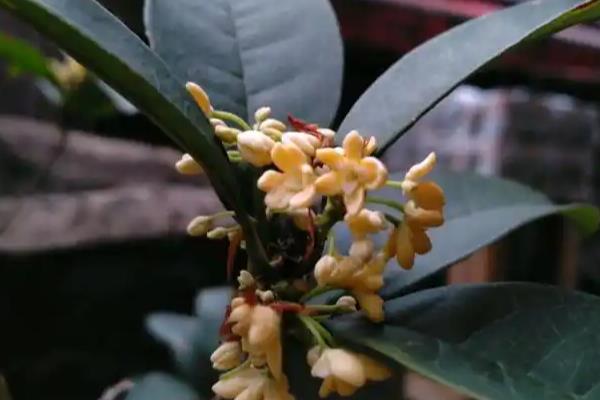 天香台阁桂花有哪些优缺点，花可开全年