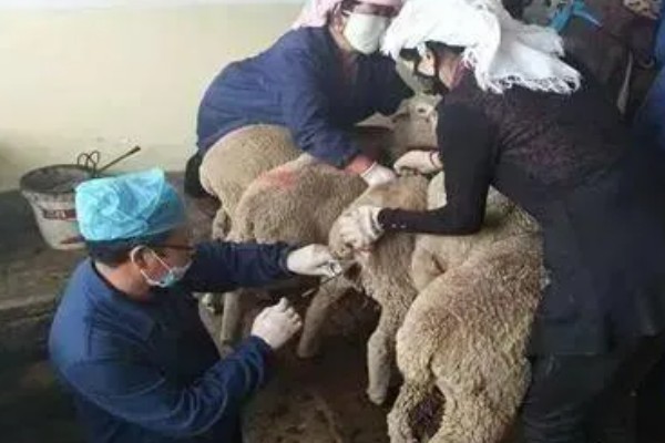 羊下单羔的原因，与母羊自身的体质有关