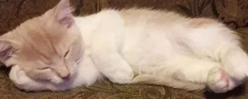 猫发烧如何退烧，用酒精擦拭它的肚皮可以降温
