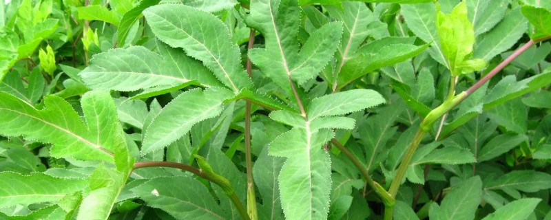 前胡的收获时间，一般在10月份成熟收获
