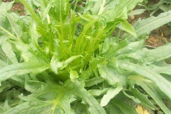 养牛适合种什么牧草,皇竹草、黑麦草、墨西哥玉米草都可以选择