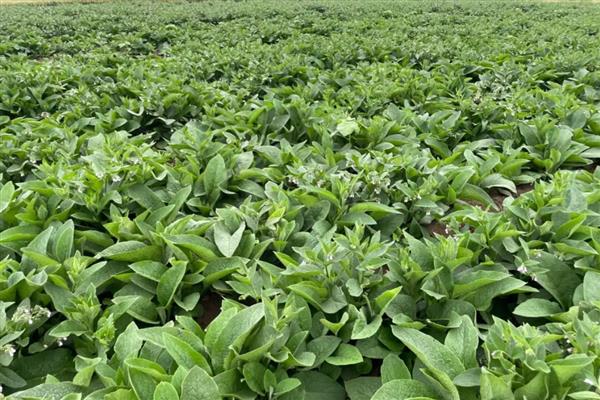 养牛适合种什么牧草,皇竹草、黑麦草、墨西哥玉米草都可以选择