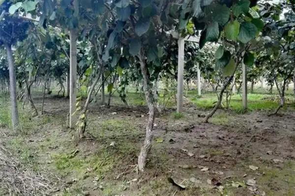 软枣猕猴桃树苗哪个品种好,推荐龙成二号、魁绿等