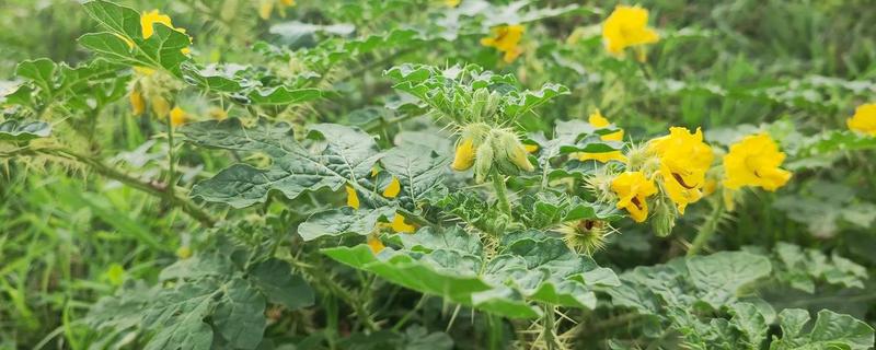 黄花刺茄有什么危害，会破坏植物的生态平衡