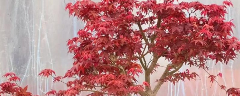 中国红枫怎么养殖，要保持土壤湿润