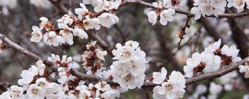 杏树花期可以浇水吗，盆土比较湿润时不用浇水