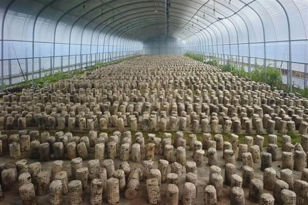 食用菌的制种简化革新法,以马铃薯、葡萄糖等为原料