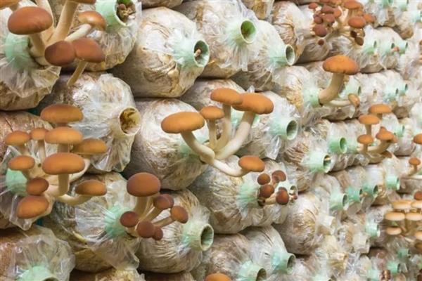 食用菌的制种简化革新法,以马铃薯、葡萄糖等为原料
