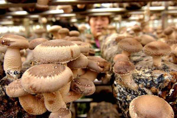 食用菌的制种简化革新法,以马铃薯、葡萄糖等为原料