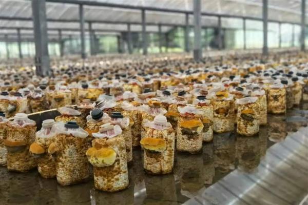 食用菌的制种简化革新法,以马铃薯、葡萄糖等为原料