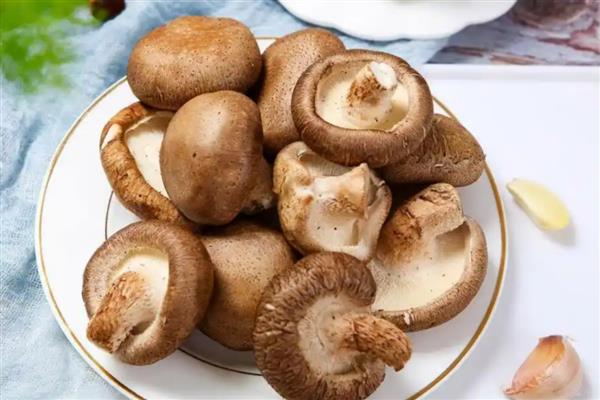 食用菌的制种简化革新法,以马铃薯、葡萄糖等为原料