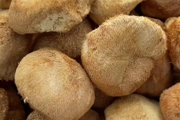 食用菌的制种简化革新法,以马铃薯、葡萄糖等为原料