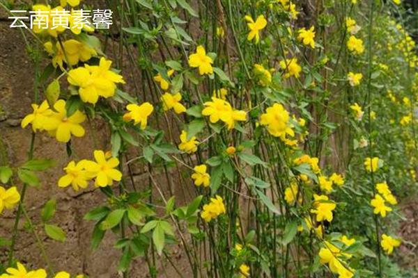 迎春花的简介,是素馨属灌木植物