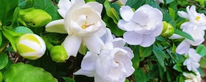 白花有什么寓意，不同品种代表的含义有区别