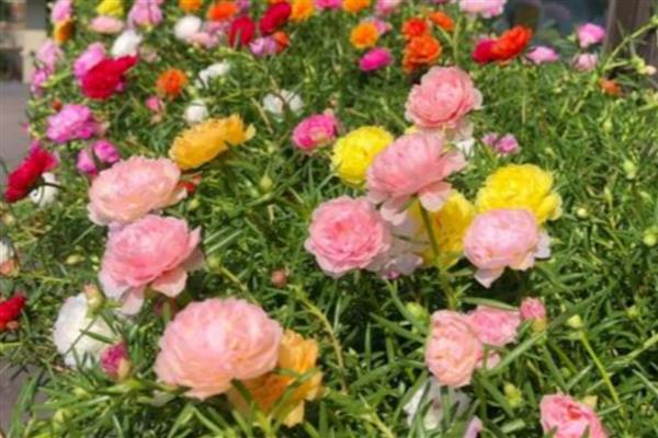 重瓣太阳花种子的种植方法,播种前要先对种子进行处理