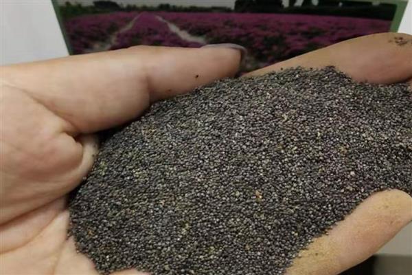 重瓣太阳花种子的种植方法,播种前要先对种子进行处理