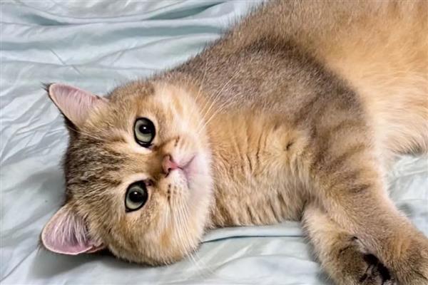 猫眼睛发炎如何处理,饮食不当要更换清淡的食物
