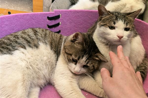 猫眼睛发炎如何处理,饮食不当要更换清淡的食物
