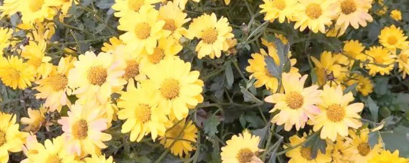 小菊花的养殖方法，生长期间需每周施一次肥
