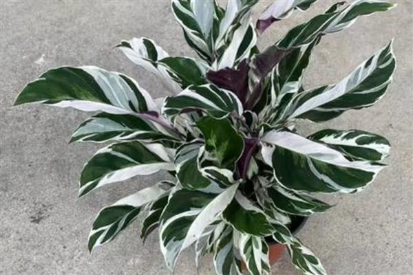 怎么养油画竹芋,必须要防止太阳暴晒