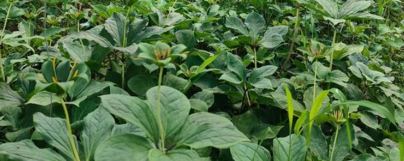 重楼属于什么科，是百合科、重楼属植物