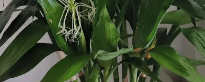 富贵竹怎么养，适宜在明亮散射光下生长