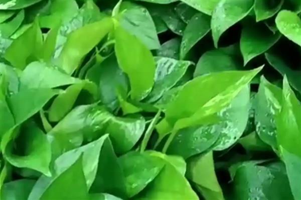 绿萝叶子为什么有水珠，可能是养殖植株的环境过于潮湿