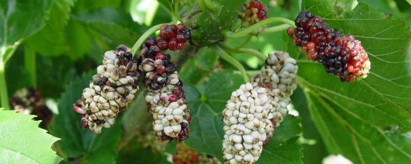 桑葚菌核病的防治方法，可喷施甲基托布津
