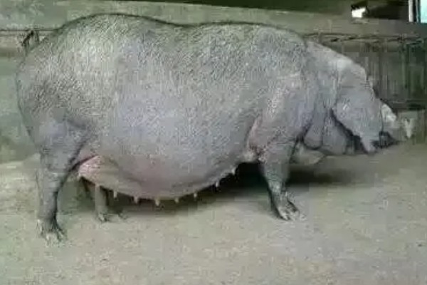 母猪的繁殖周期,怀孕期共是110-120天左右