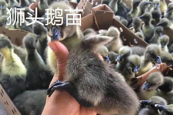 为什么狮头鹅苗那么贵,是由于它的产量较少