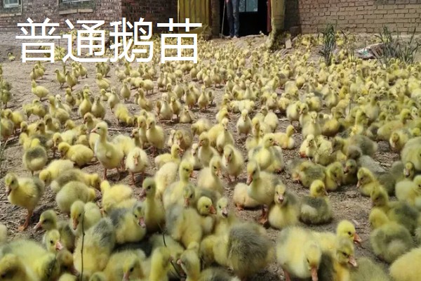 为什么狮头鹅苗那么贵,是由于它的产量较少