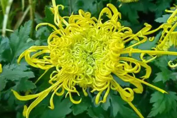 重阳节是哪天,农历九月初九