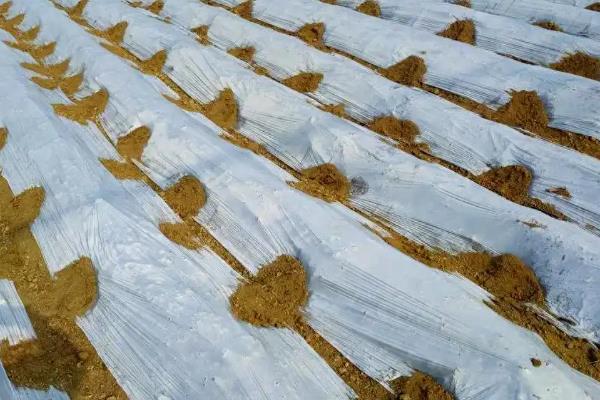 地膜大蒜田可以选用哪些除草剂，可选用绿麦隆、异丙隆等