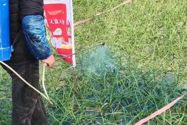 地膜大蒜田可以选用哪些除草剂，可选用绿麦隆、异丙隆等