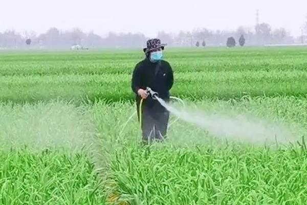 地膜大蒜田可以选用哪些除草剂，可选用绿麦隆、异丙隆等