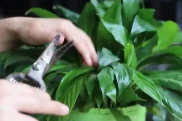 白掌花变黑要剪掉吗,通常需要剪掉