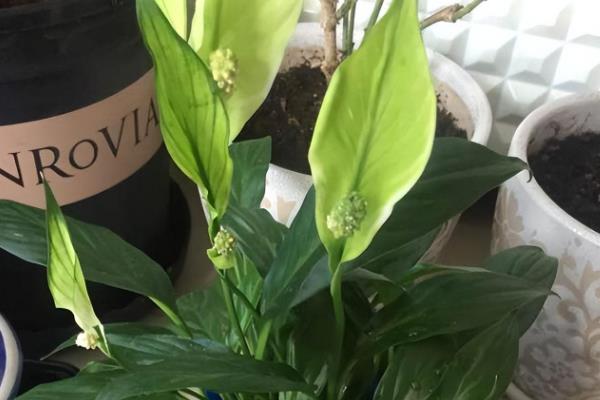 白掌花变黑要剪掉吗,通常需要剪掉