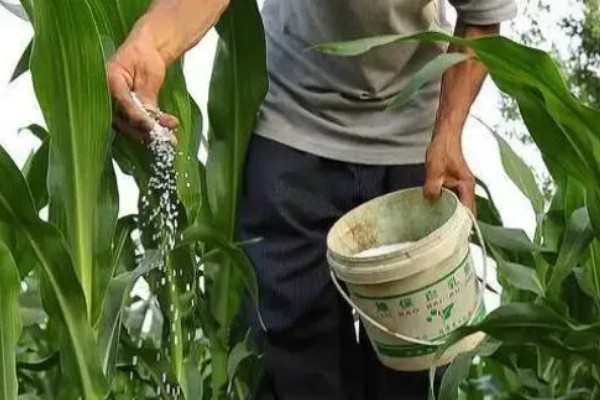 玉米的种植注意事项,播种深度为3-5厘米左右