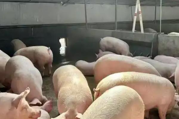 养猪出栏通常多重,没有固定的答案
