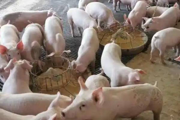 养猪出栏通常多重,没有固定的答案
