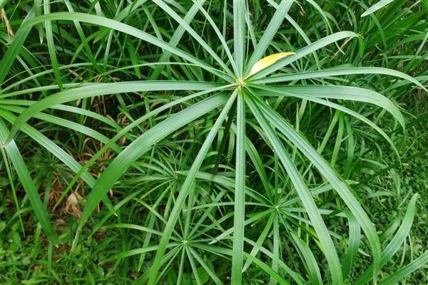 风车草的花语,寓意离别、健康、幸福等