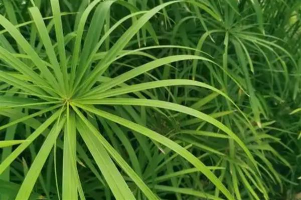 风车草的花语,寓意离别、健康、幸福等