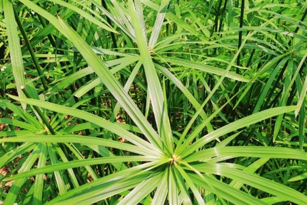 风车草的花语,寓意离别、健康、幸福等