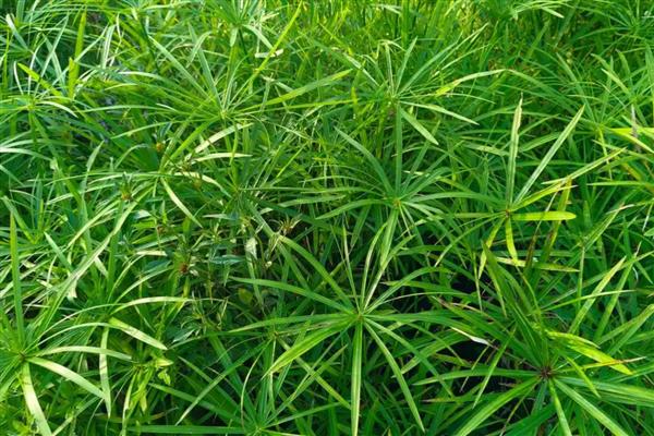 风车草的花语,寓意离别、健康、幸福等