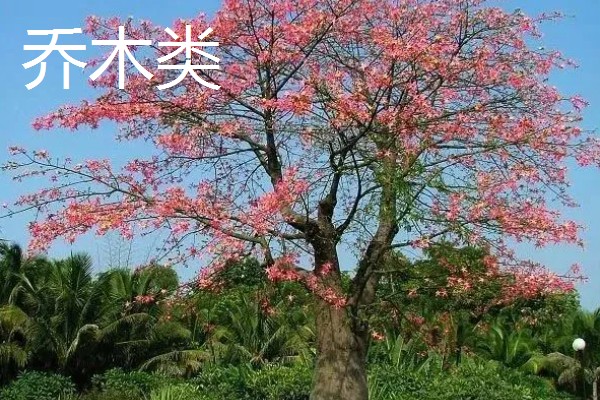 树木有什么种类,分为乔木类、灌木类、藤木类等类型