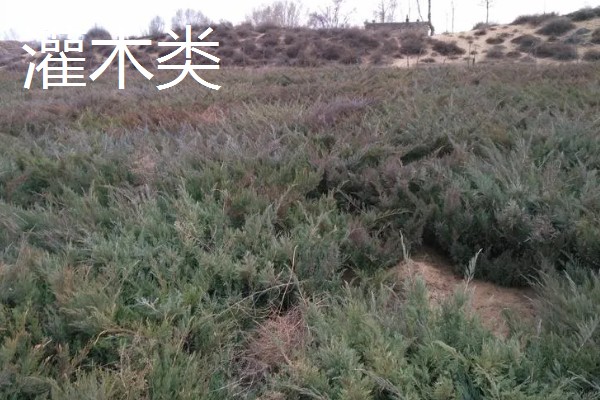 树木有什么种类,分为乔木类、灌木类、藤木类等类型